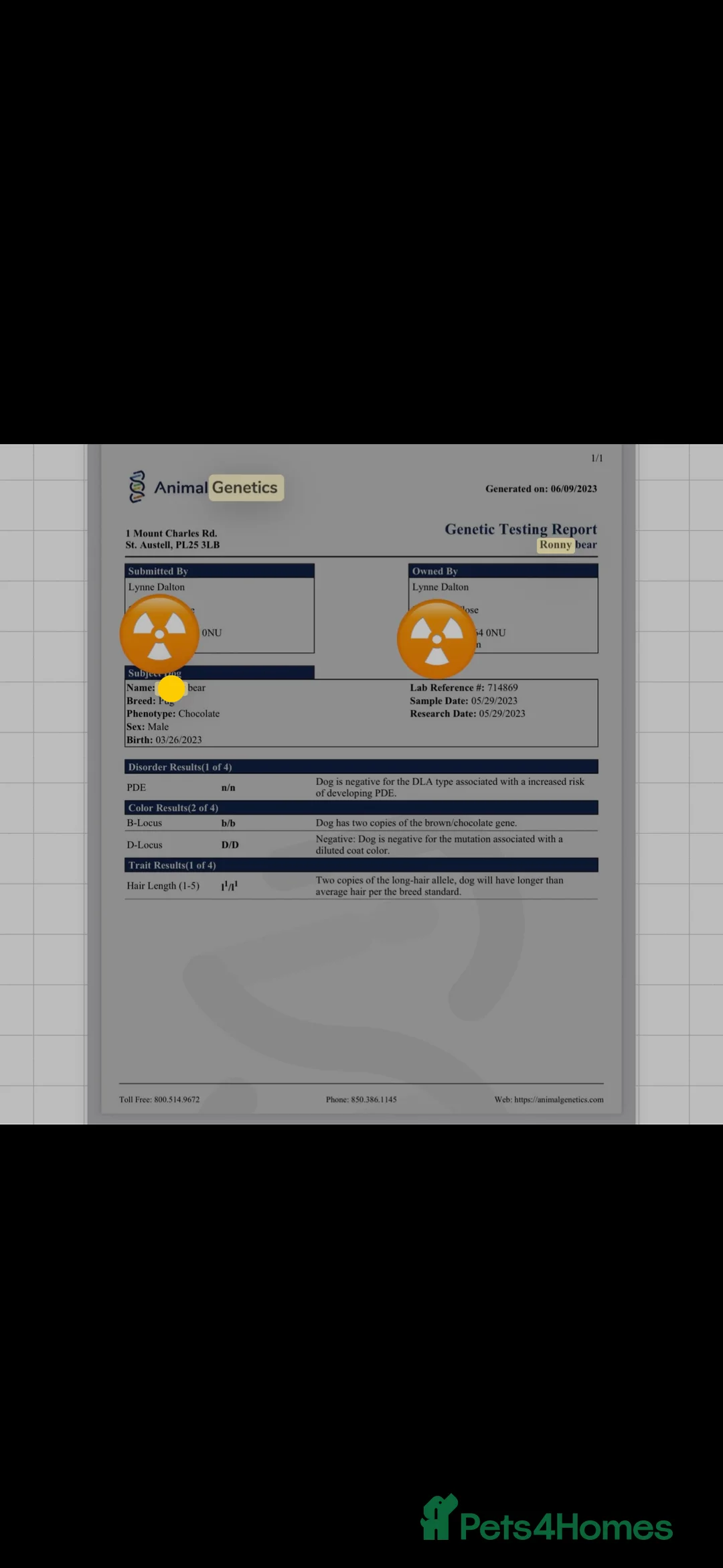 Pug dogs for stud: Proven 💦 chocolate kc reg pug boys for stud 💦 in Mexborough - Advert 7
