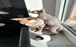 Sphynx cats for sale: Amazing boy. - Image 6