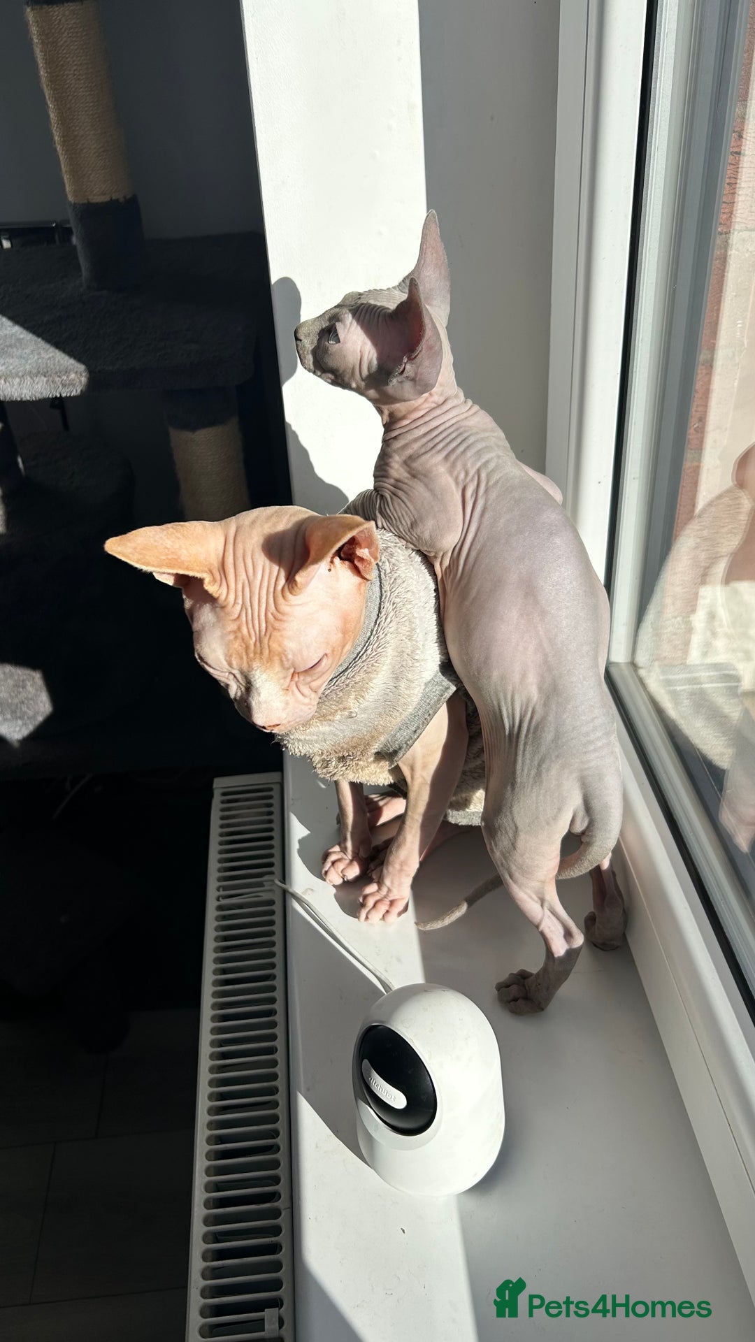Sphynx cats for sale: Amazing boy. - Image 6