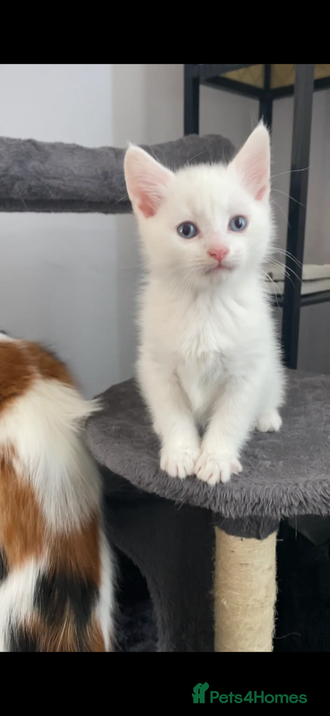 Bengal cats for sale: Snow Bengal/ khao manee kittens - Advert 2