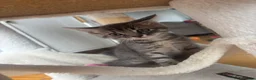 Mixed Breed cats for sale: Grey tabby girl in St Albans - Advert 7
