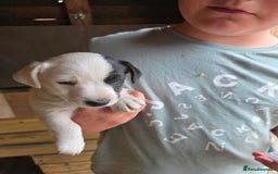 Jack Russell dogs for sale: Jack Russell pups 😍 - Image 8