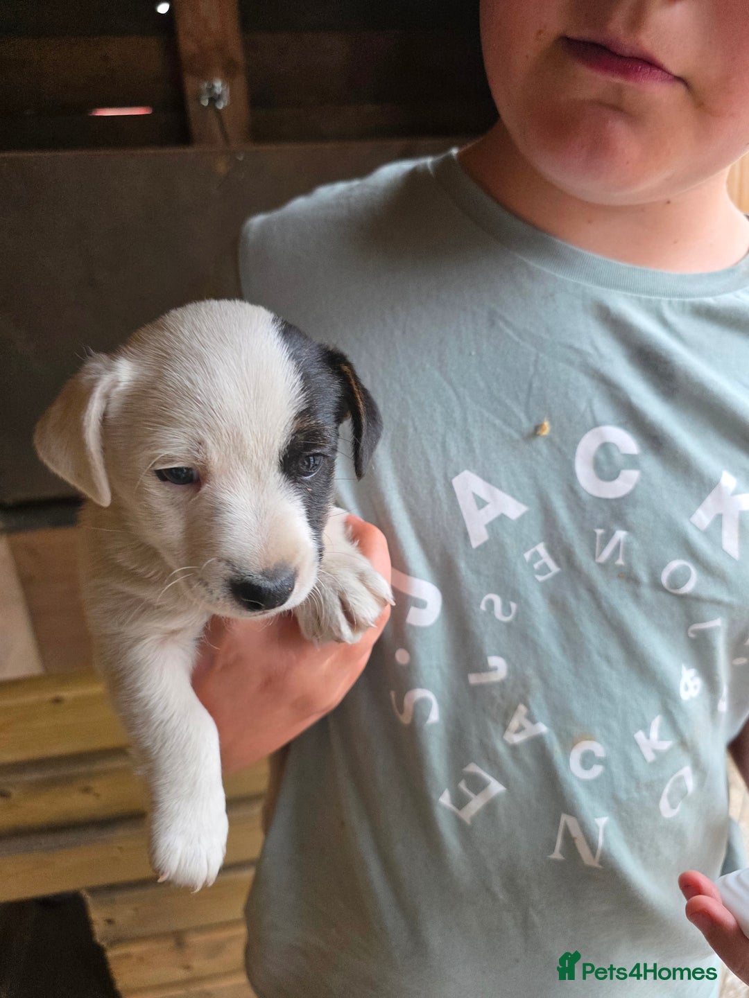 Jack Russell dogs for sale: Jack Russell pups 😍 - Image 8