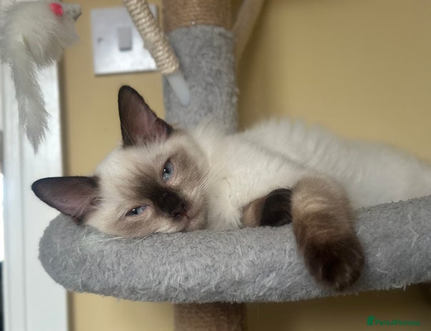 Ragdoll cats - Advert 10