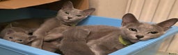 Russian Blue cats for sale: RB PERIGREE, LAST GIRL  N.LONDON  - Advert 5
