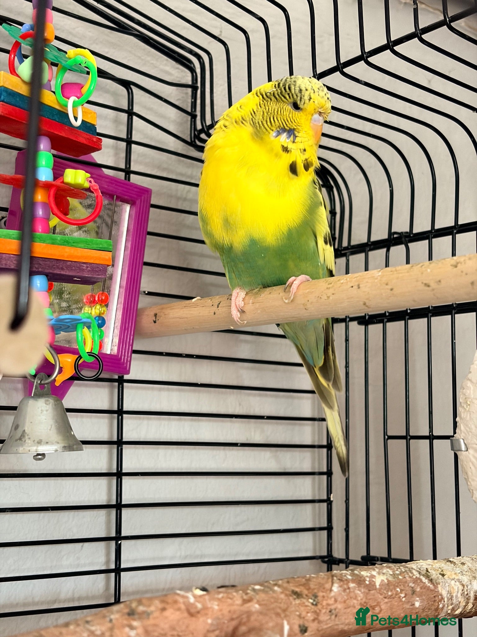 Budgerigars birds Lemon Budgie - Advert 9