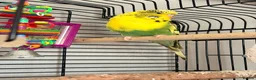 Budgerigars birds for sale: Lemon Budgie - Advert 1