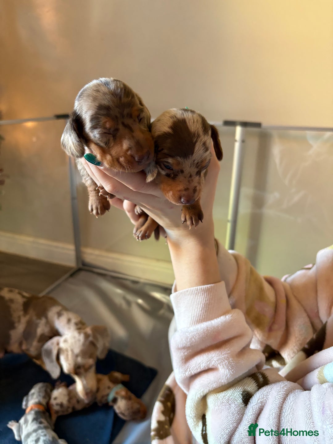 Miniature Dachshund dogs for sale: Miniature dachshund  - Advert 10