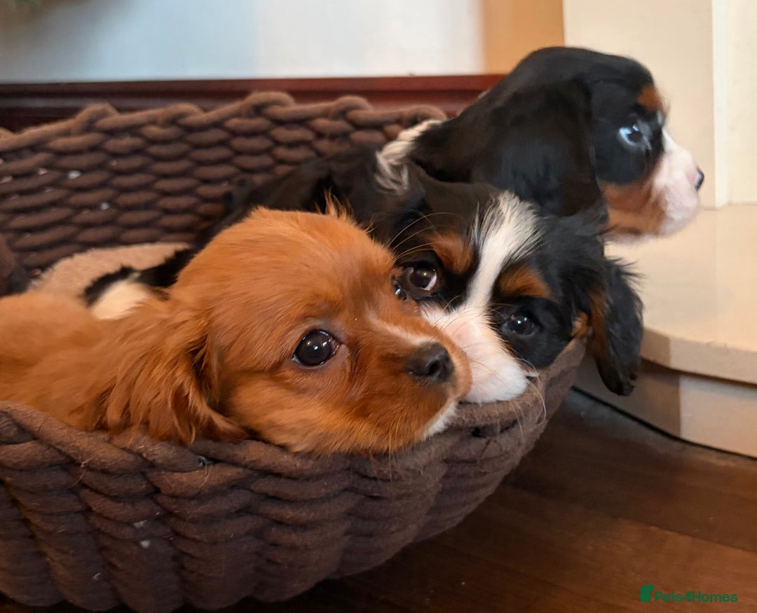 Cavalier King Charles Spaniel dogs for sale: Gorgeous Cavalier King Charles Spaniel Boys - Advert 16