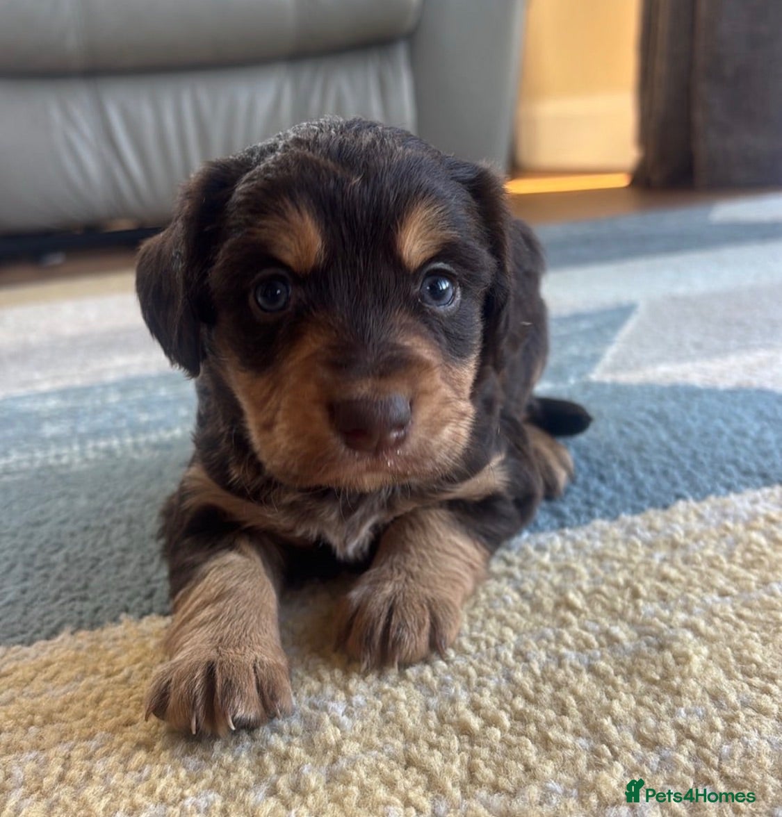 Mixed Breed dogs 6 Welsh Collie x Cocker Spaniel  - Advert 4