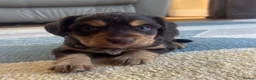 Mixed Breed dogs for sale: 6 Welsh Collie x Cocker Spaniel  - Advert 1