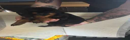 Rottweiler dogs for sale: Beautiful  rottweiler puppies  - Advert 7