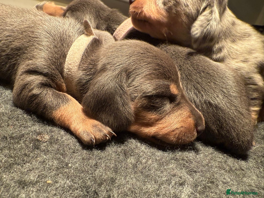 Miniature Dachshund dogs for sale: Blue & Tan Miniature Dachshund  - Advert 12