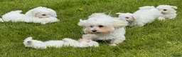 Mixed Breed dogs for sale: Beautiful litter of F1 Maltichon Puppies - Advert 14