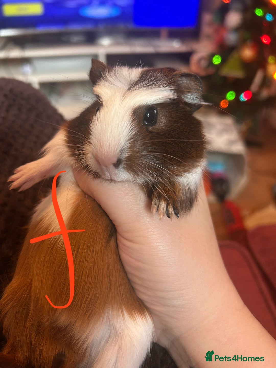 Guinea Pig rodents for sale: Litter of Guinea Pigs  - Advert 10