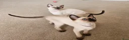 Siamese cats for sale: Wonderful Siamese Kittens Ready to leave - Advert 3