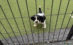 English Springer Spaniel dogs for sale: Kc reg  dna tested springer spaniels  - Image 19
