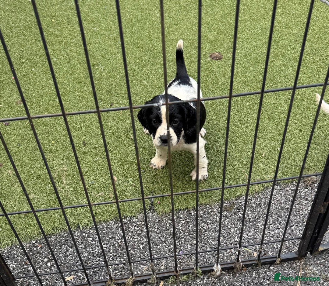 English Springer Spaniel dogs for sale: Kc reg  dna tested springer spaniels  - Image 19