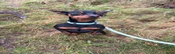 Miniature Pinscher dogs for stud: Handsome KC Miniature Pinscher for stud  - Advert 7