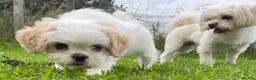 Maltese dogs for stud: Already proven Maltese for stud in Kelso - Advert 5
