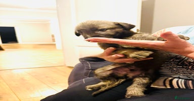 Irish Wolfhound dogs - Advert 8