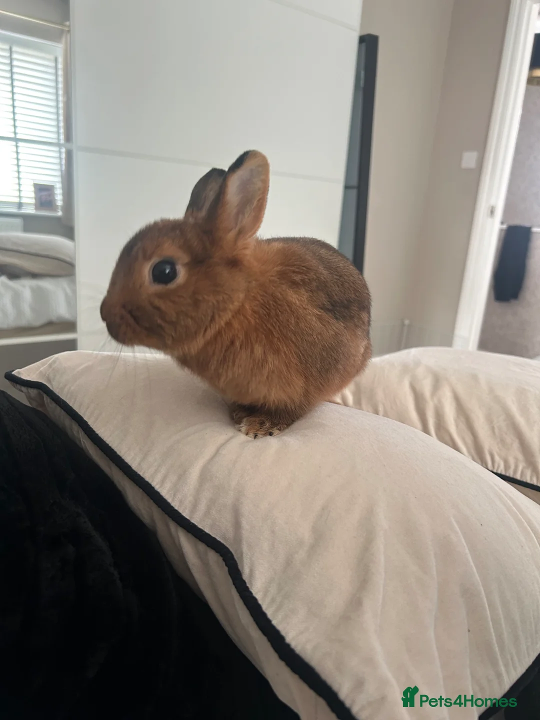 Netherland Dwarf rabbits for sale: Netherland dwarf rabbit for sale - Advert 4