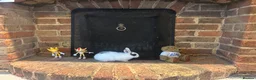 Mixed Breed rabbits for sale: Dwraf bunnies for sale  - Advert 3