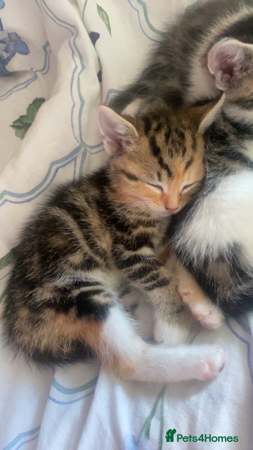 Bengal cats Adorable Bengal cross kittens ready now - Advert 4