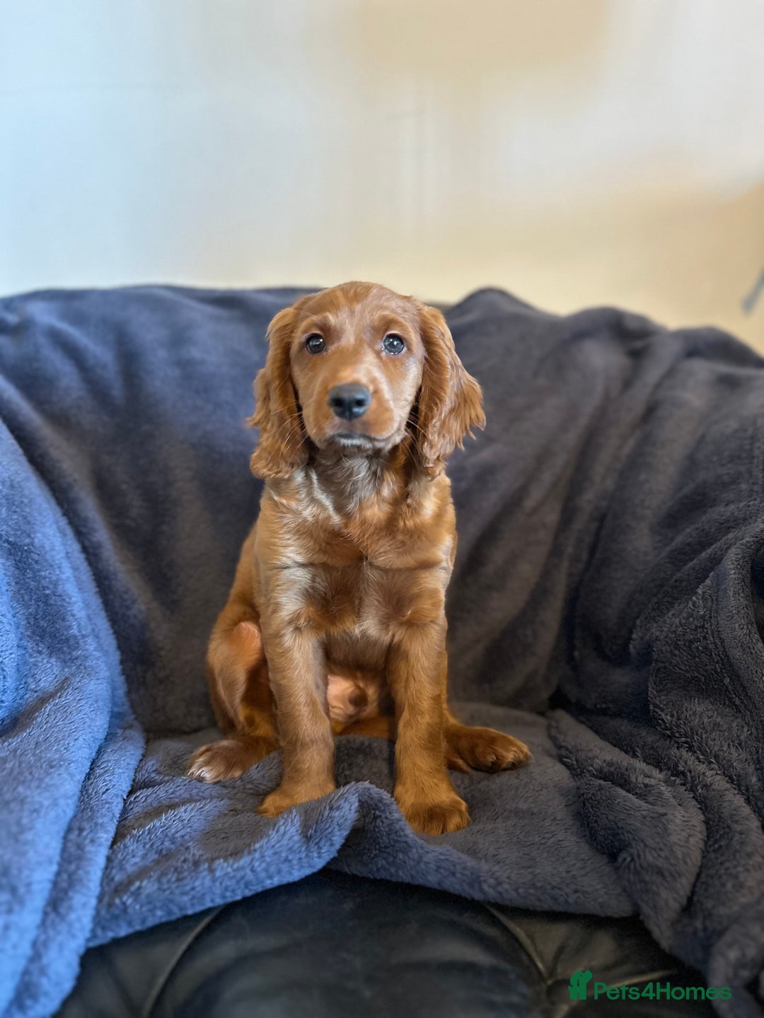 Cockapoo dogs for sale: 5 Gorgeous F2 Cockapoo Puppies Remaining!! 🐶 - Image 11