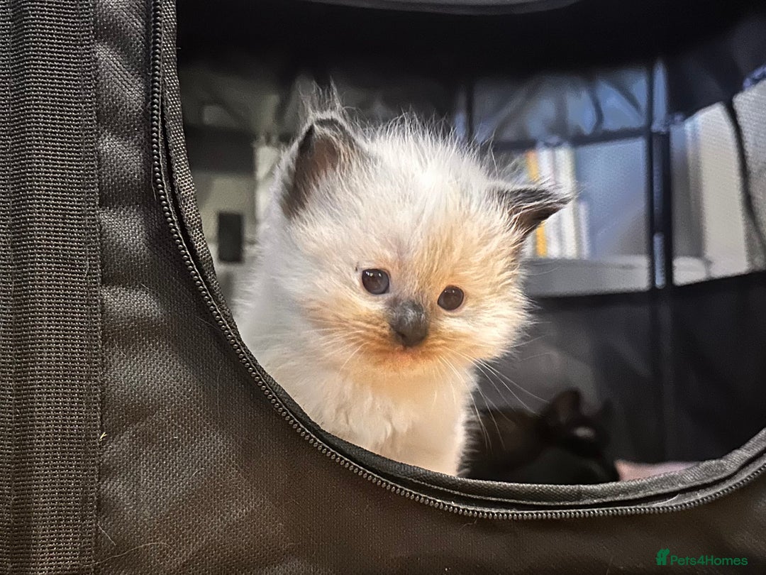 Ragdoll cats for sale: Pure ragdoll  - Advert 10