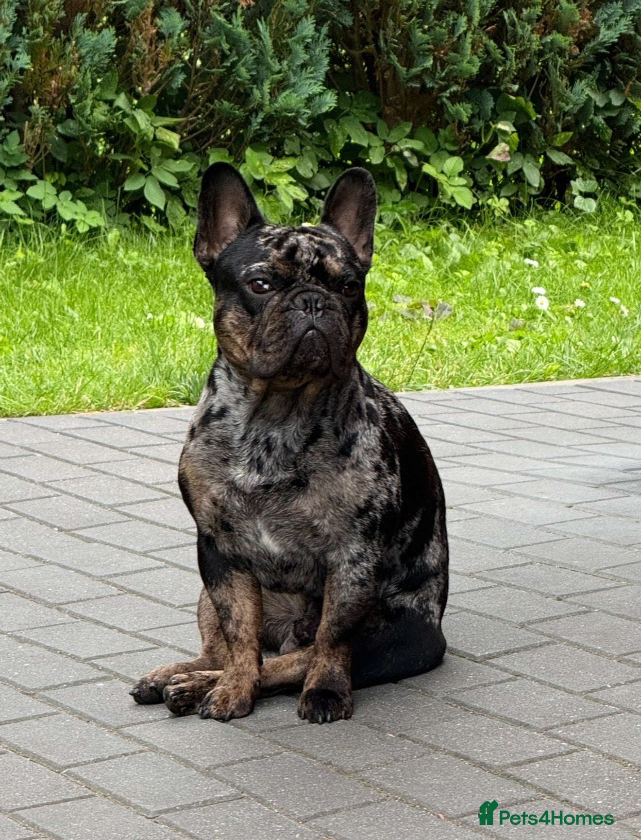 French Bulldog dogs  Merle French Bulldog Male Available for Stud 🐾 - Advert 1