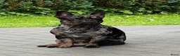 French Bulldog dogs for stud:  Merle French Bulldog Male Available for Stud 🐾 - Advert 1