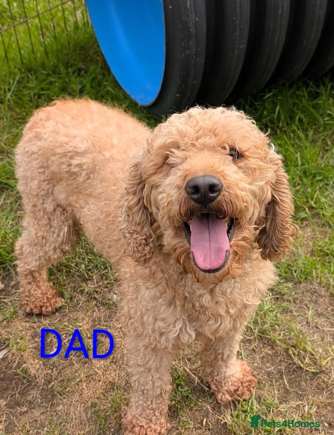 Cavapoo dogs for sale: Stunning F1 DNA Clear Cavapoo Puppies  - Advert 19