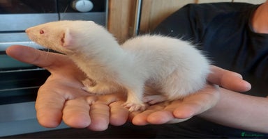 Ferret rodents - Advert 16