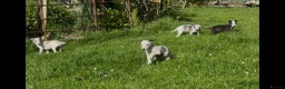Whippet dogs for sale: Whippet puppy’s  in Beaworthy - Advert 12