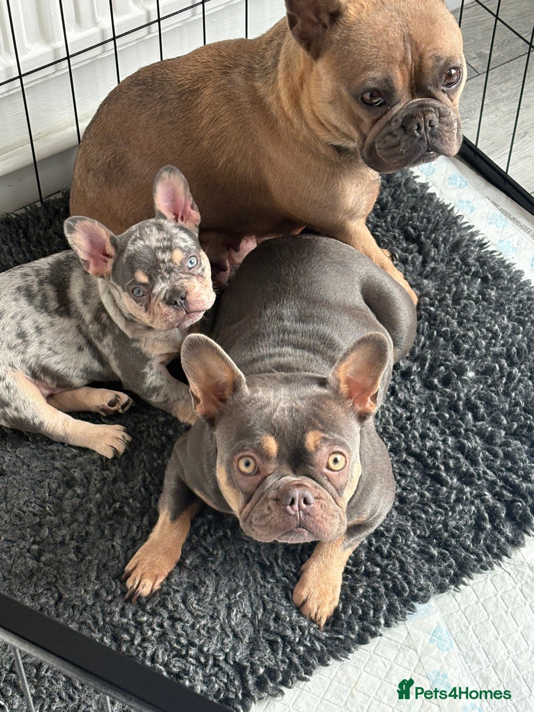French Bulldog dogs for sale: Ragnar - Image 6