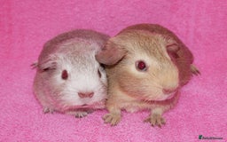 Guinea Pig rodents for sale: Baby male guinea pigs for sale - Image 2