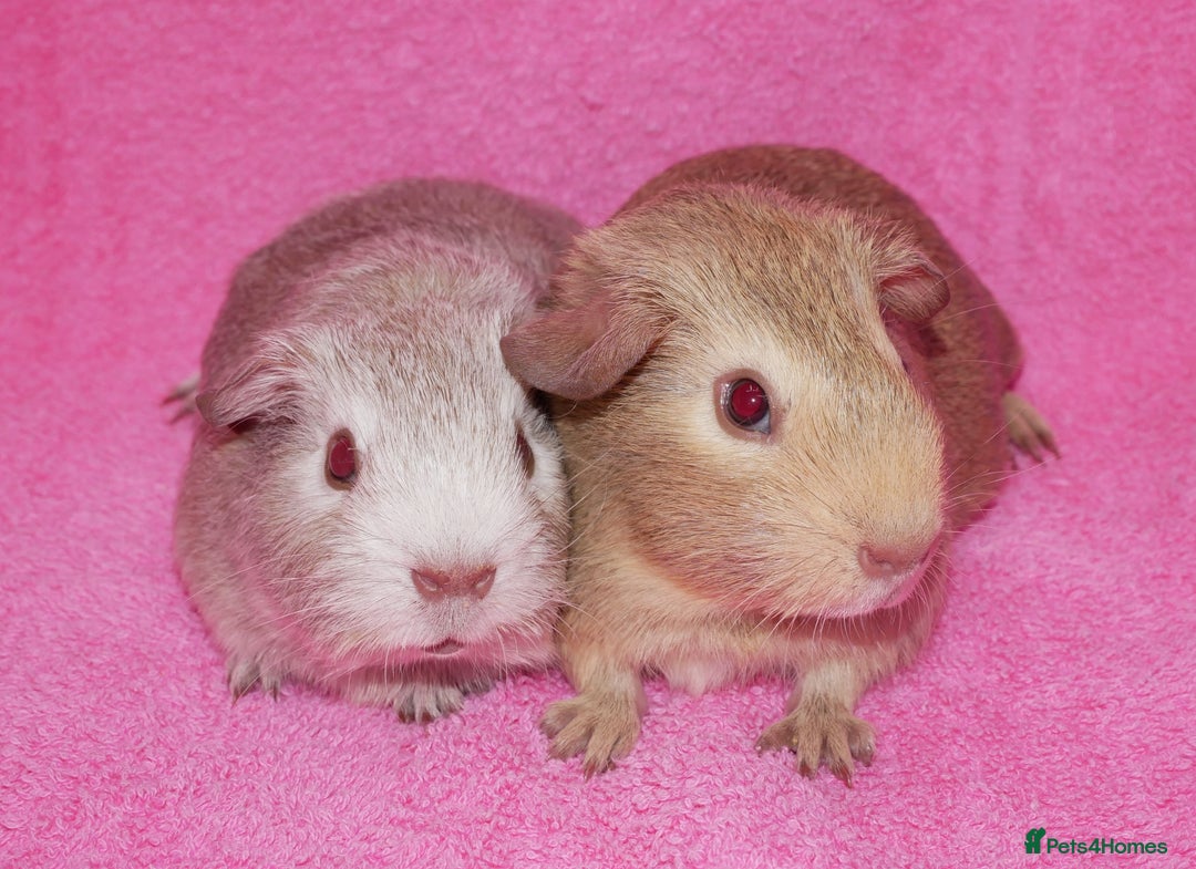 Guinea Pig rodents for sale: Baby male guinea pigs for sale - Image 2