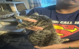Bengal cats for sale: Bengal x tabby  - Image 9