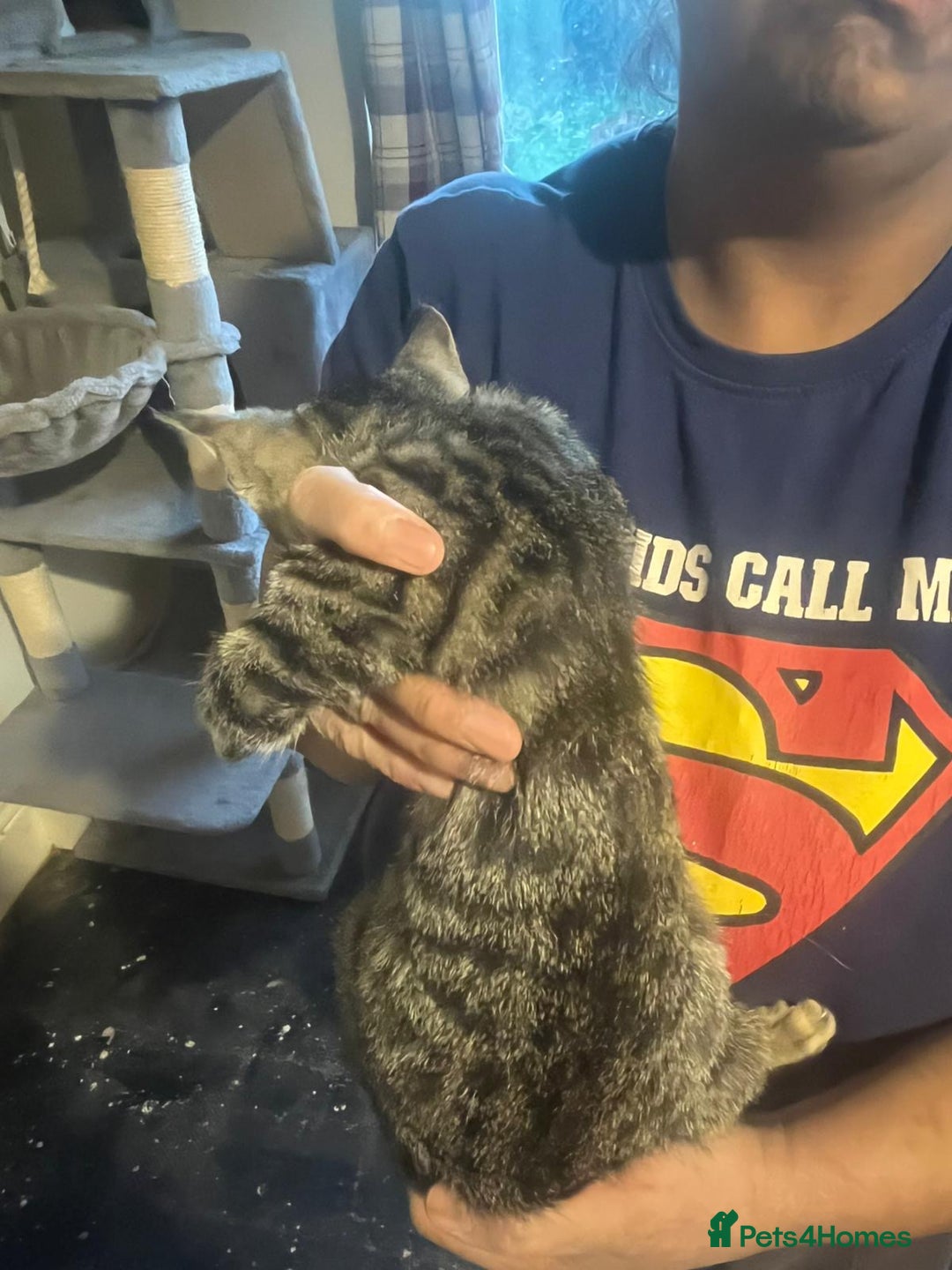 Bengal cats for sale: Bengal x tabby  - Image 9