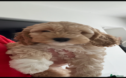 Cockapoo dogs for sale: American cockapoos  - Image 1