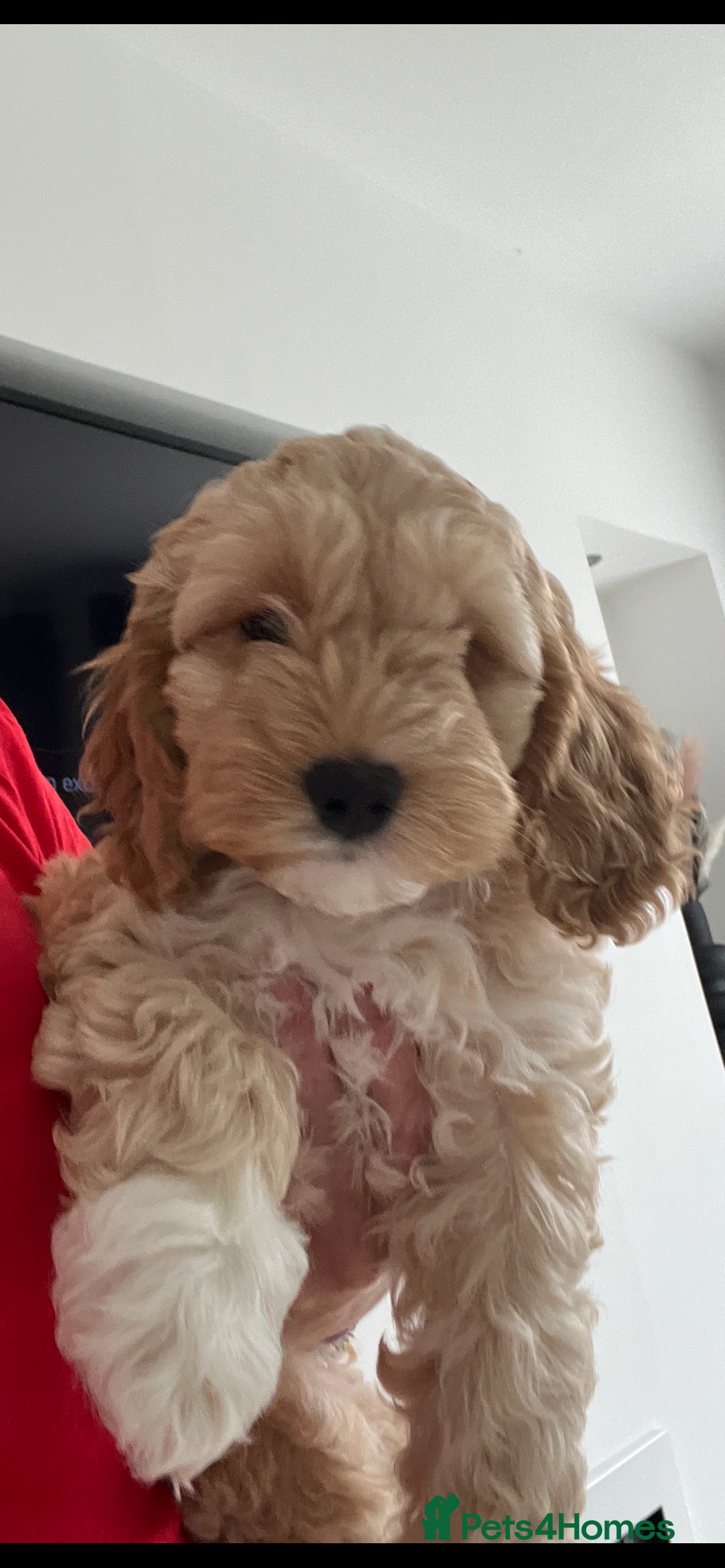 Cockapoo dogs for sale: American cockapoos  - Image 1