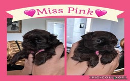 Shih Tzu dogs for sale: Stunning KC chocolate imperial Shihtzu puppies - Image 26