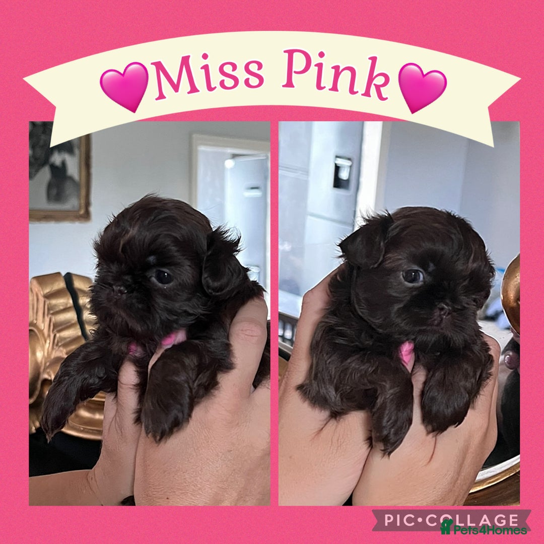 Shih Tzu dogs for sale: Stunning KC chocolate imperial Shihtzu puppies - Image 26