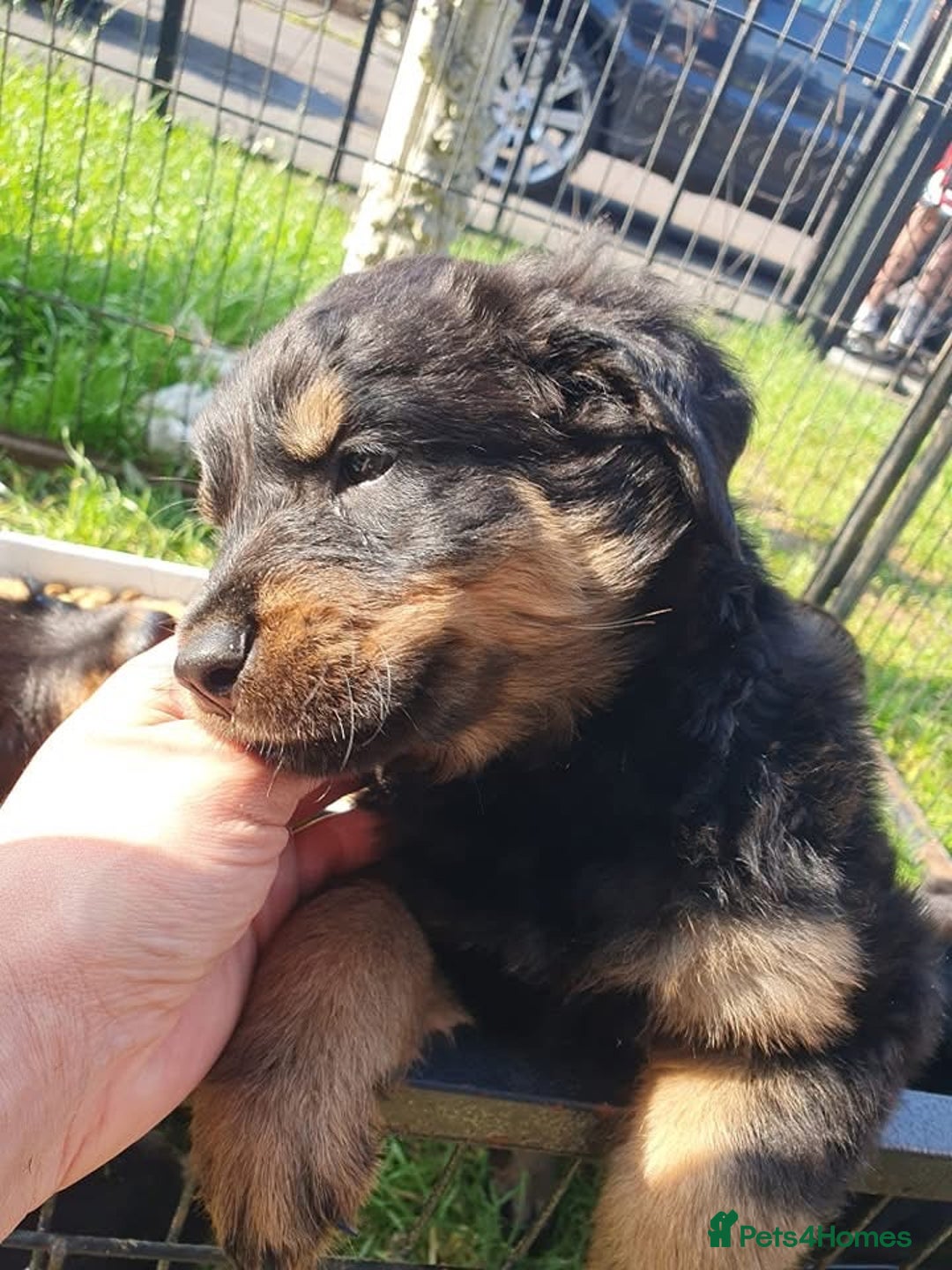 Rottweiler dogs for sale: Loving Rottweiler Puppies for Forever Homes - Advert 9