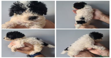 Cockapoo dogs - Advert 2