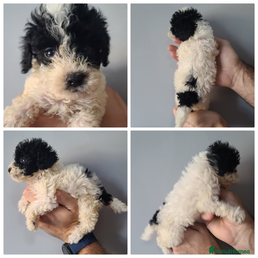 Cockapoo dogs for sale: SUPER PLUSH COATS. F1b Cockapoos. Health Tested - Image 2