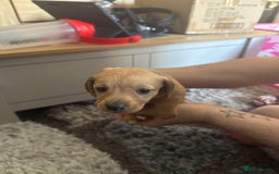 Mixed Breed dogs for sale: 4 Jack Russell cross Dachshund puppies - Image 13