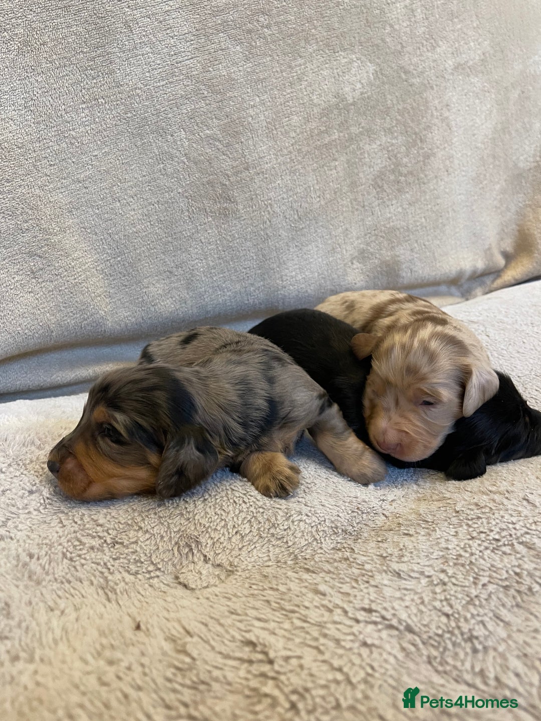 Dachshund dogs for sale: Stunning Standard long haired Dachhound  - Advert 6