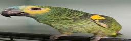 Parrots birds for sale: Cheeky Handreared Amazon's, Galah's & Caique's!!! - Advert 4